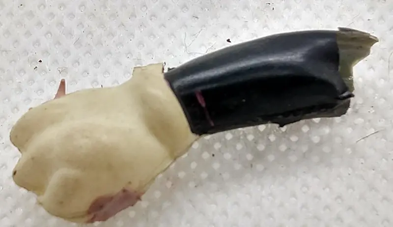 Celluloid Mickey Mouse Arm. 1-1/2" As Is Condition. See Pictures. 1