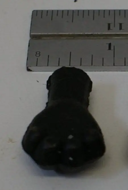 Hand  : Alarm Clock Bear 1